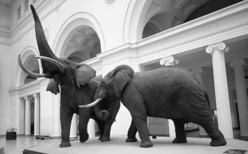 Fighting African Elephants in Stanley Field Hall. Taxidermy by Carl Akeley . 41411 is on the left with two tusks and its trunk is raised. 41410 is on the right, with one tusk.